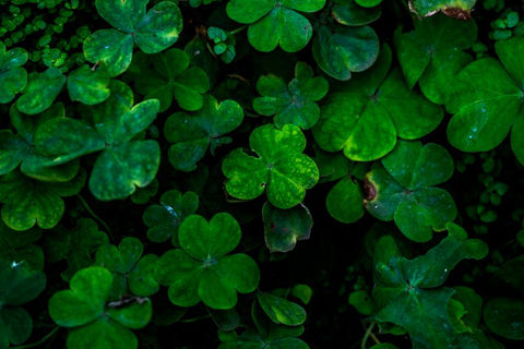 Lucky Us St. Patrick's Day Sale!