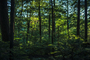Building a Better Environment: The Benefits of Working Forests