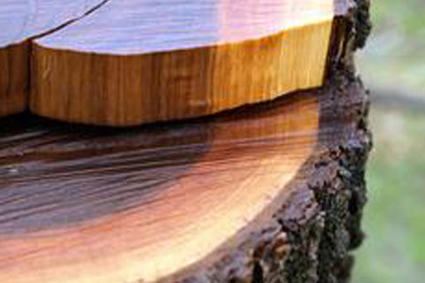 What makes walnut special for Hale Wood Barrister Bookcases